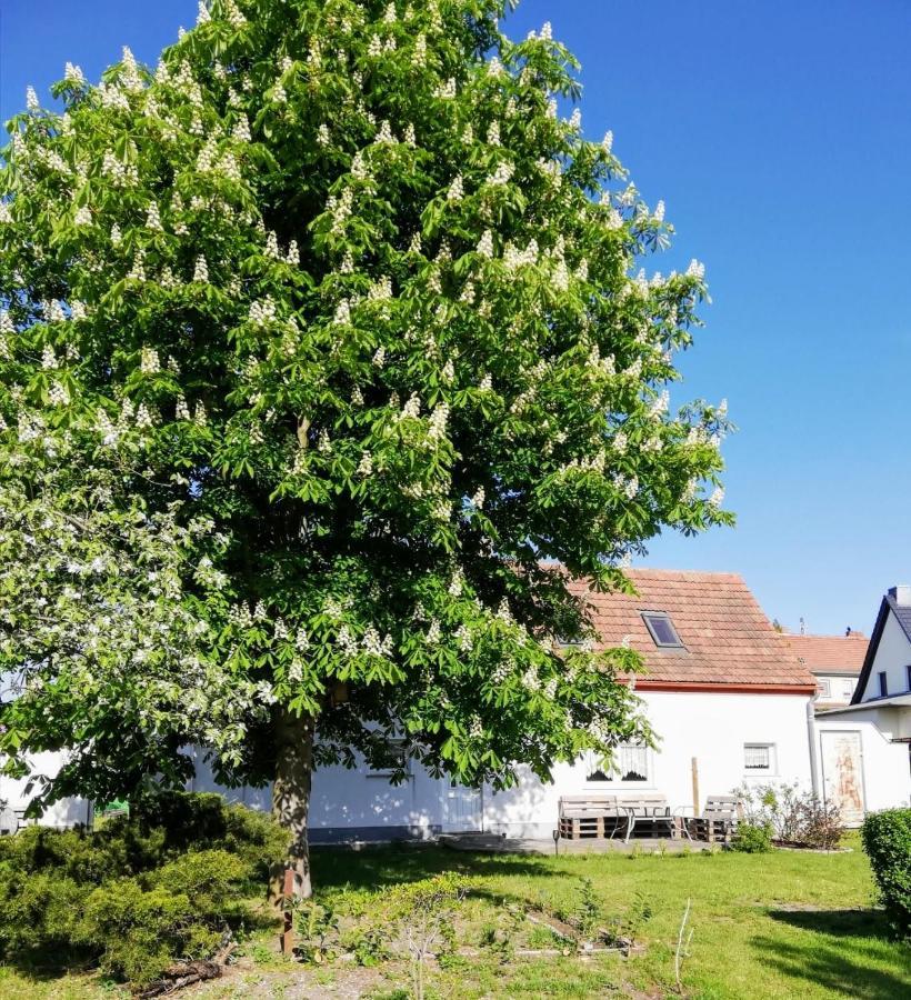 Ferienwohnung Lodig Gross Sarchen Екстер'єр фото